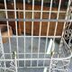 Etagere boulangere ancienne en fer forge a 5 niveaux