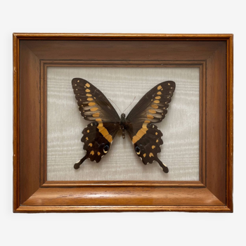 Cadre papillon naturalisé vintage cabinet de curiosité