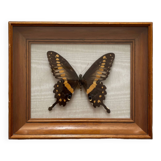 Cadre papillon naturalisé vintage cabinet de curiosité