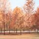 Autumn Landscape, Oil On Canvas Cardboard, Italy 20th Century