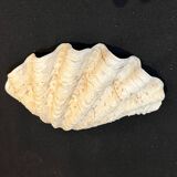 Grand vide-poches coquillage Bénitier naturel années 70 curiosités
