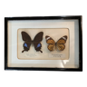 Vintage stuffed butterfly