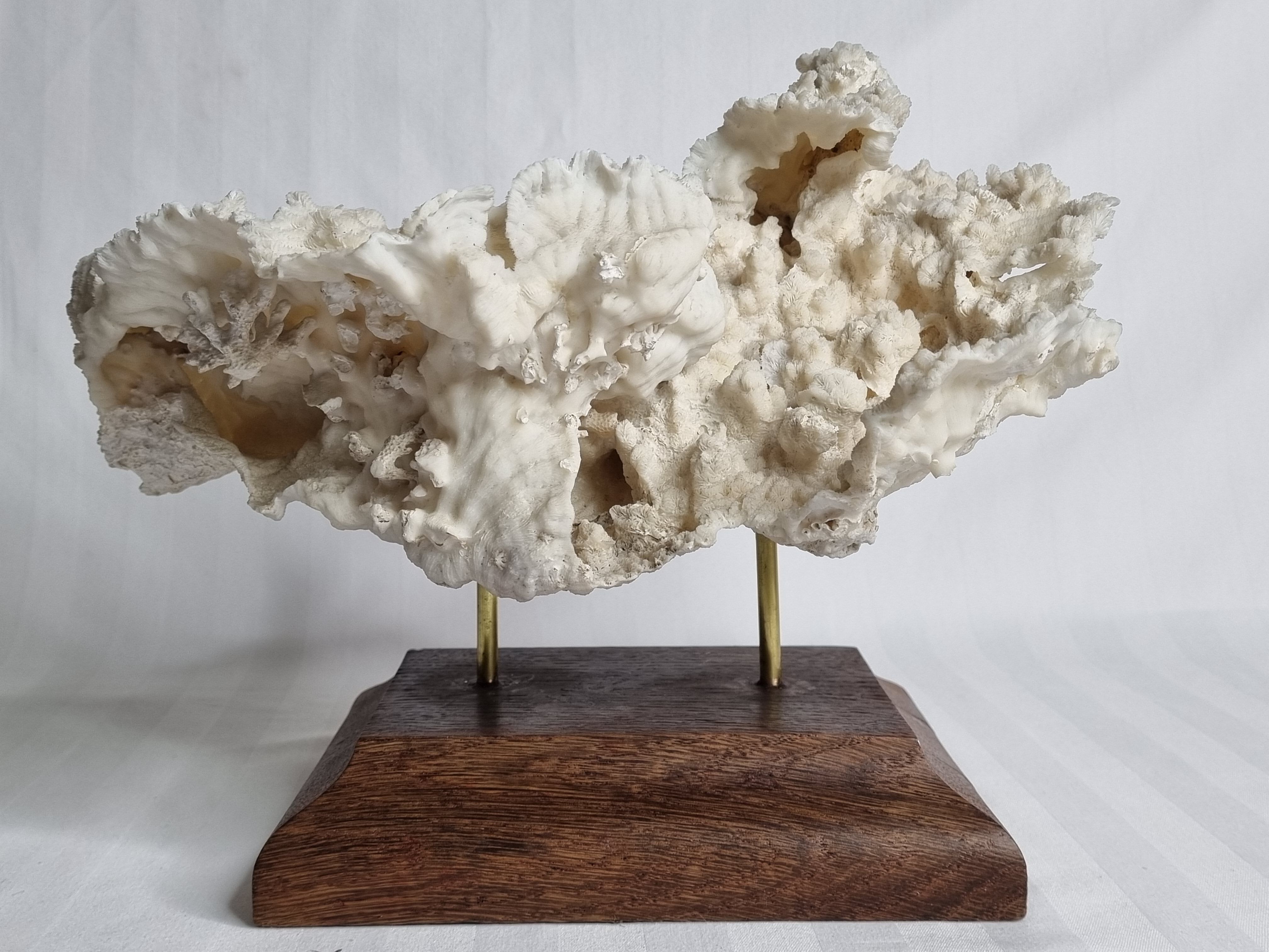 Old whole white coral on solid wood support, 34 cm