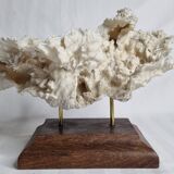 Ancien corail blanc entier sur support en bois massif, 34 cm