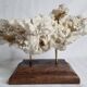Ancien corail blanc entier sur support en bois massif, 34 cm
