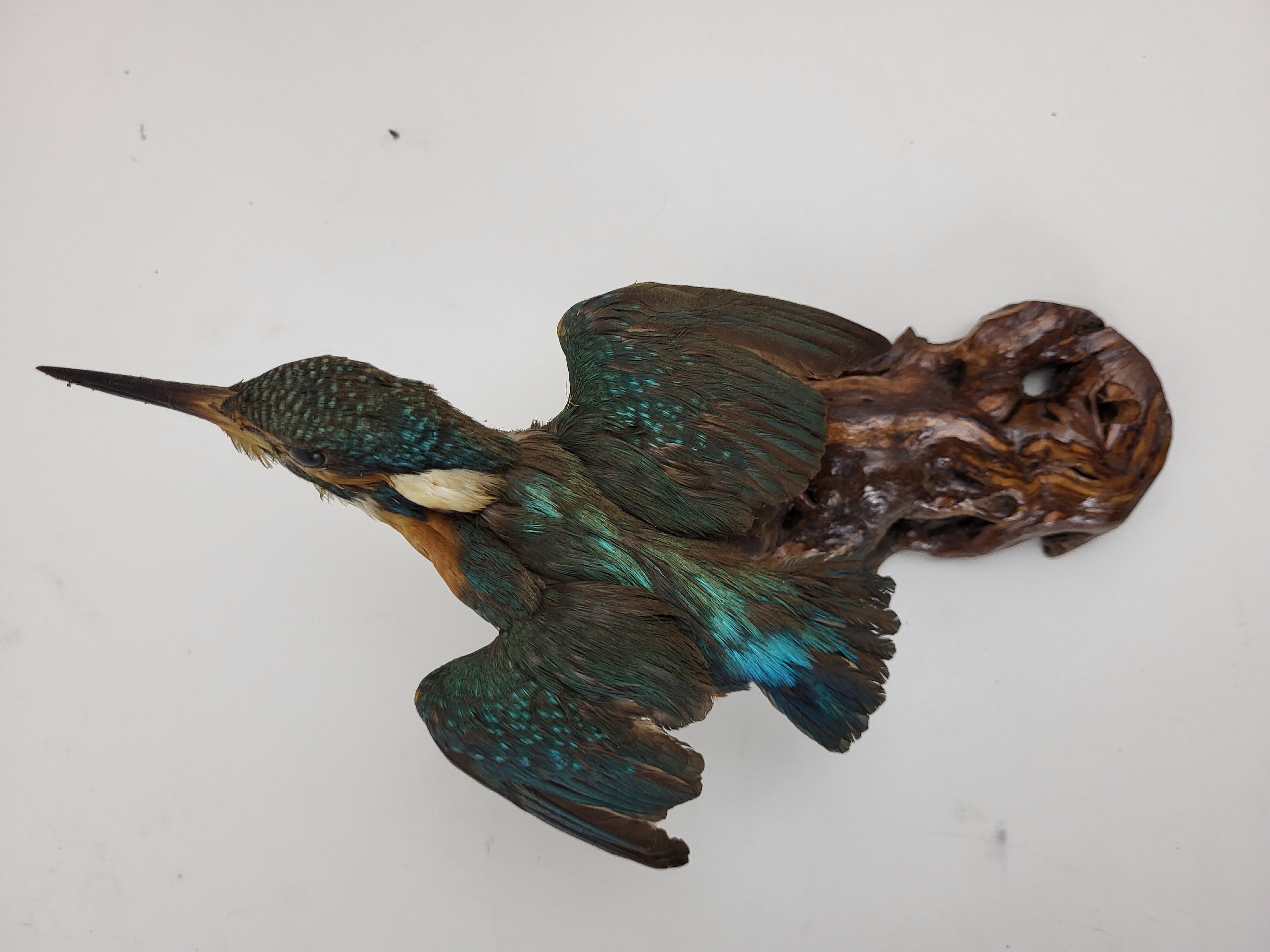 Stuffed and naturalized Kingbird Taxidermy