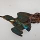 Stuffed and naturalized Kingbird Taxidermy