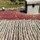 Vintage Moroccan Berber rug with multicoloured stripes – 332 x 244 cm