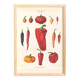 Poster about chili peppers, based on an old engraving from 1886.