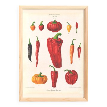 Poster about chili peppers, based on an old engraving from 1886.