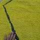 Authentic handmade Moroccan rug 3x2 m