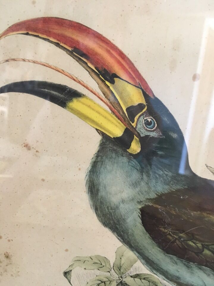 Planche ornithologique " Pteroglossus hypoglaucus " J&EGould