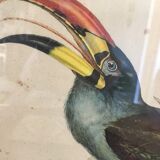 Ornithological Board "Pteroglossus hypoglaucus" J&EGould