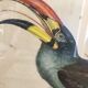 Planche ornithologique " Pteroglossus hypoglaucus " J&EGould