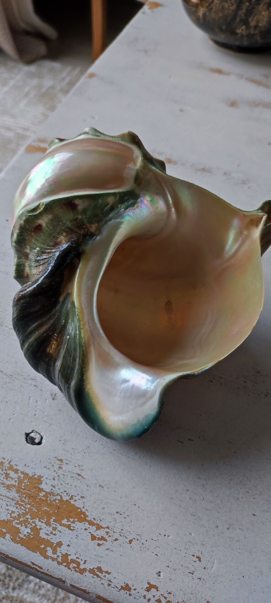 Coquillage deco
