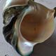 Coquillage deco
