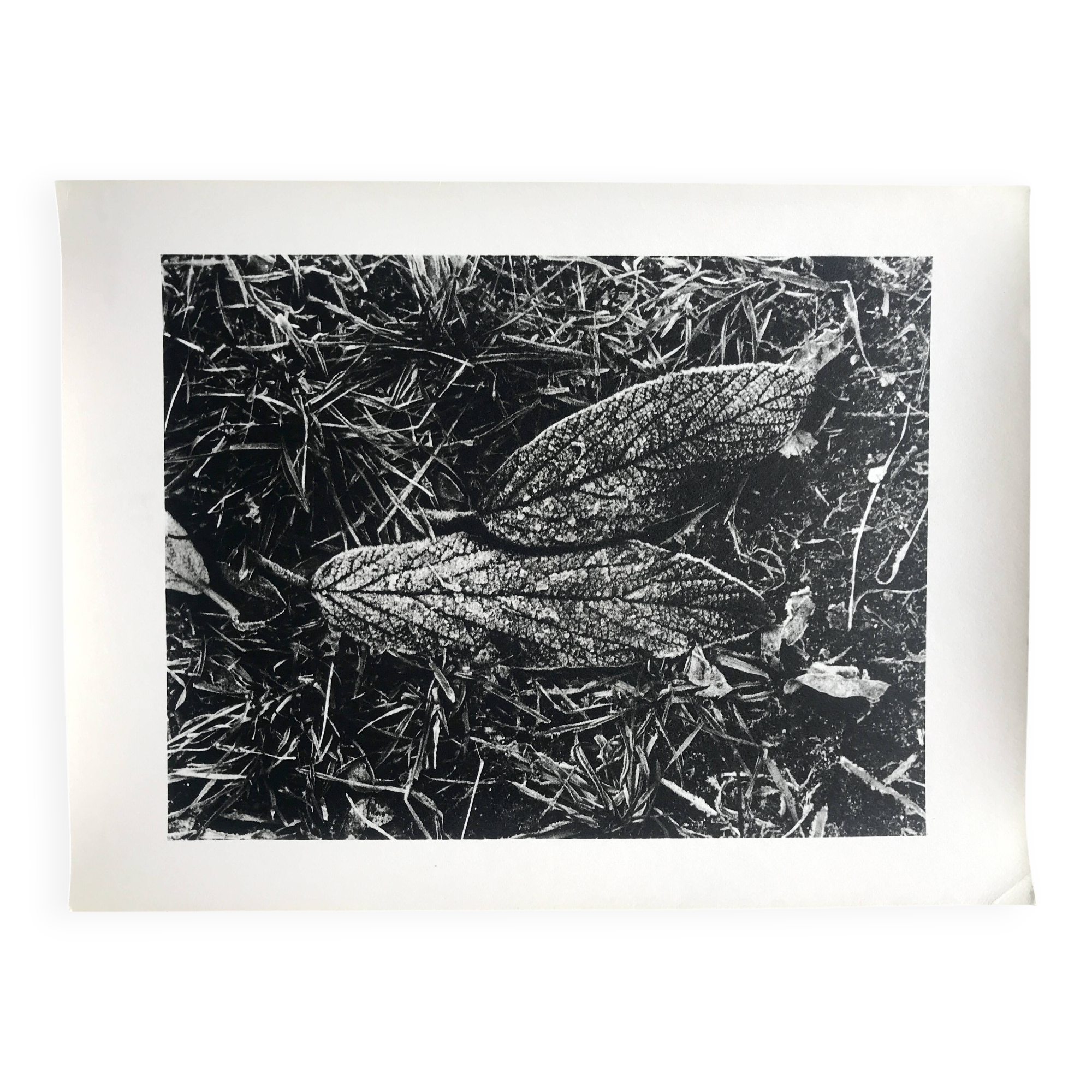 Rosine nusimovici, frost, 1980. black and white silver print signed on the back