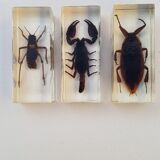 Lot of 19 insects in resin inclusion