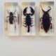 Lot de 19 insectes en inclusion résine