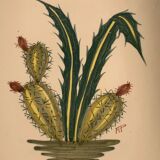 Plat biscuit à décor de cactus