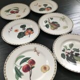Lot of 6 plates botanical decoration