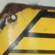 Old garage enamelled plate "renault"