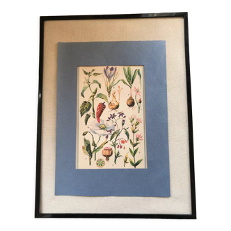 Plate VI original vintage flowers/botany