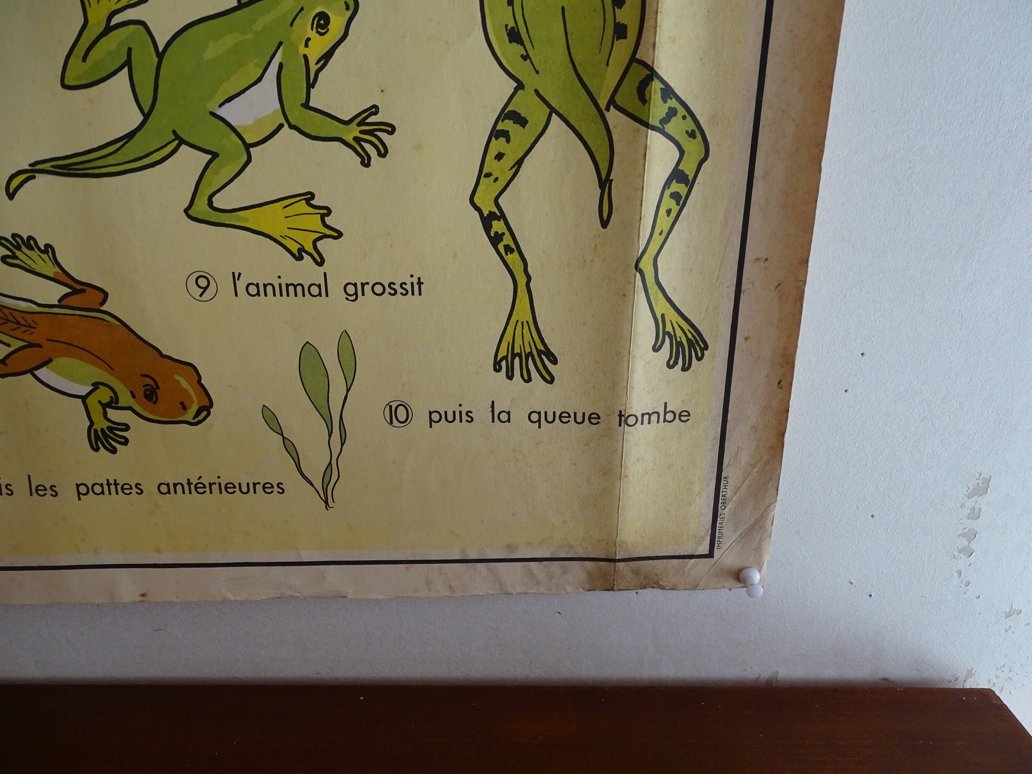 School poster on both sides anatomy batracians and birds . MDI.1964
