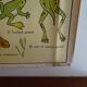 School poster on both sides anatomy batracians and birds . MDI.1964