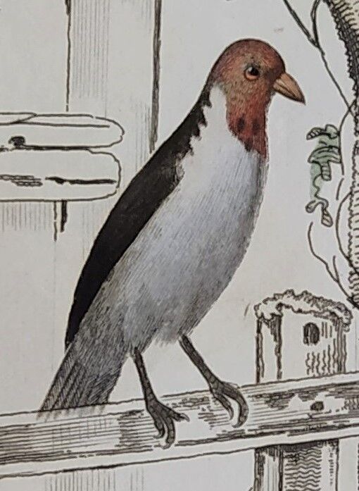 Original ornithological plate " Goldfinch - Grand Tangara -&c..." Buffon (1837)