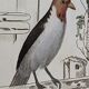 Original ornithological plate " Goldfinch - Grand Tangara -&c..." Buffon (1837)