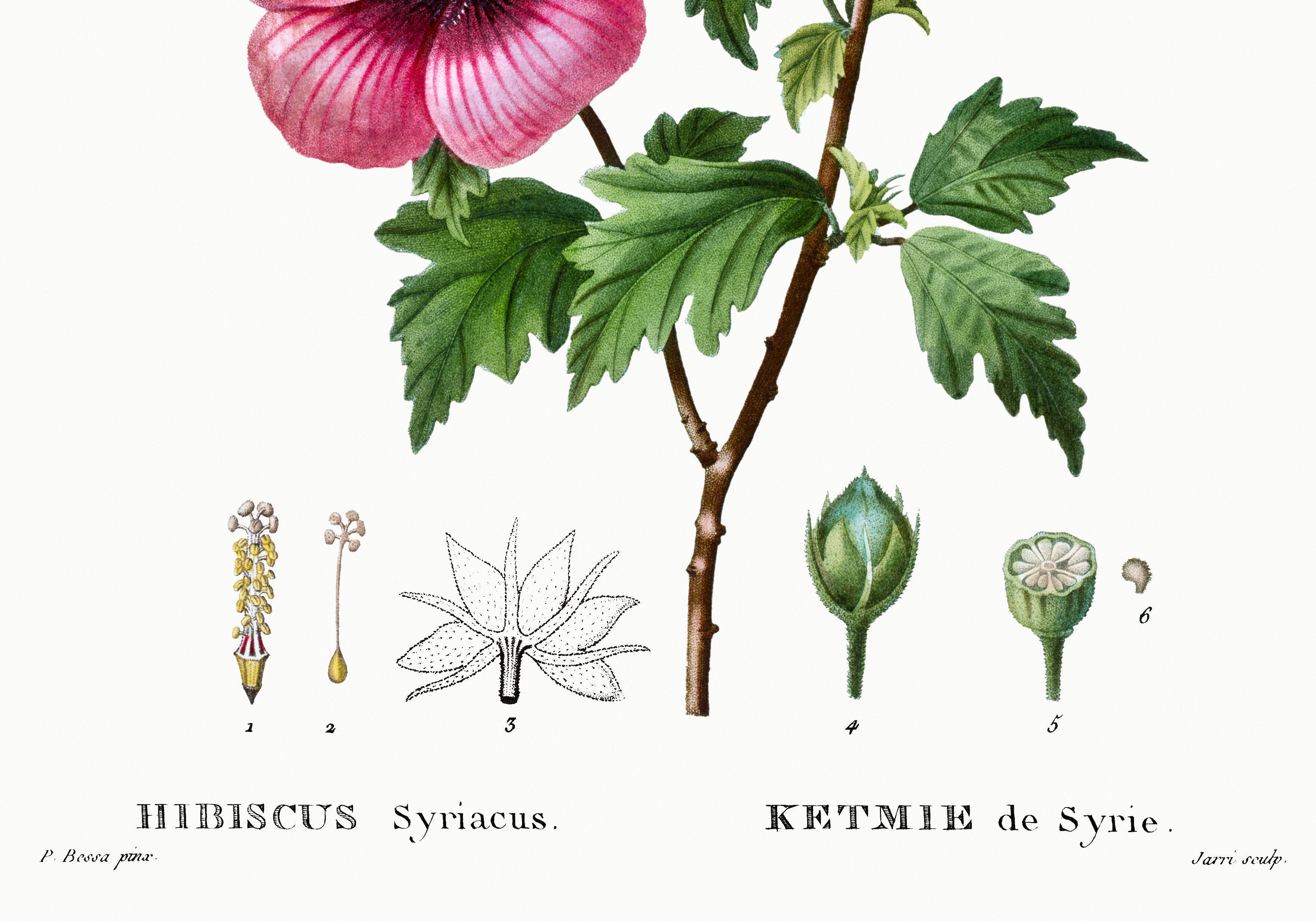 Poster about Hibiscus, based on an engraving from 1802