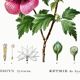 Poster about Hibiscus, based on an engraving from 1802