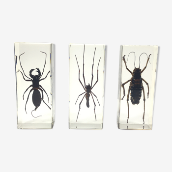 Lot of 3 insects under inclusion resin