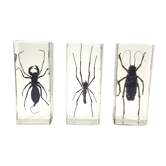 Lot of 3 insects under inclusion resin