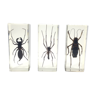 Lot of 3 insects under inclusion resin