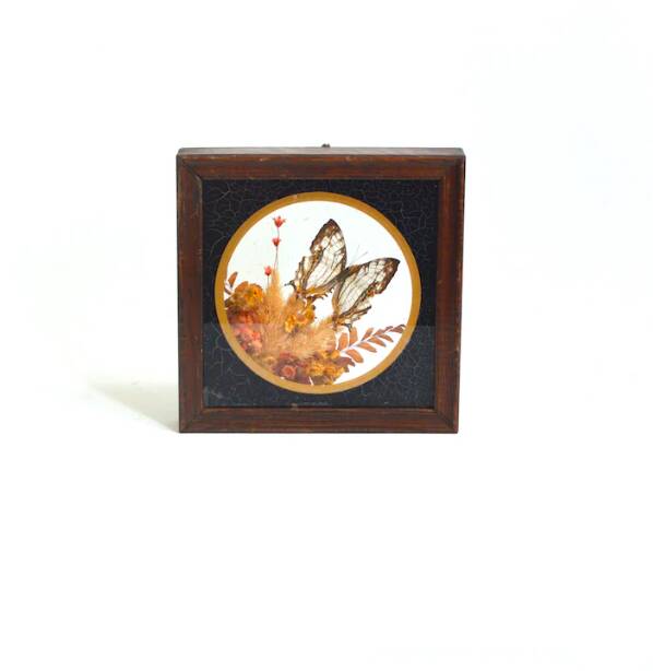 Cadre vitrine papillon