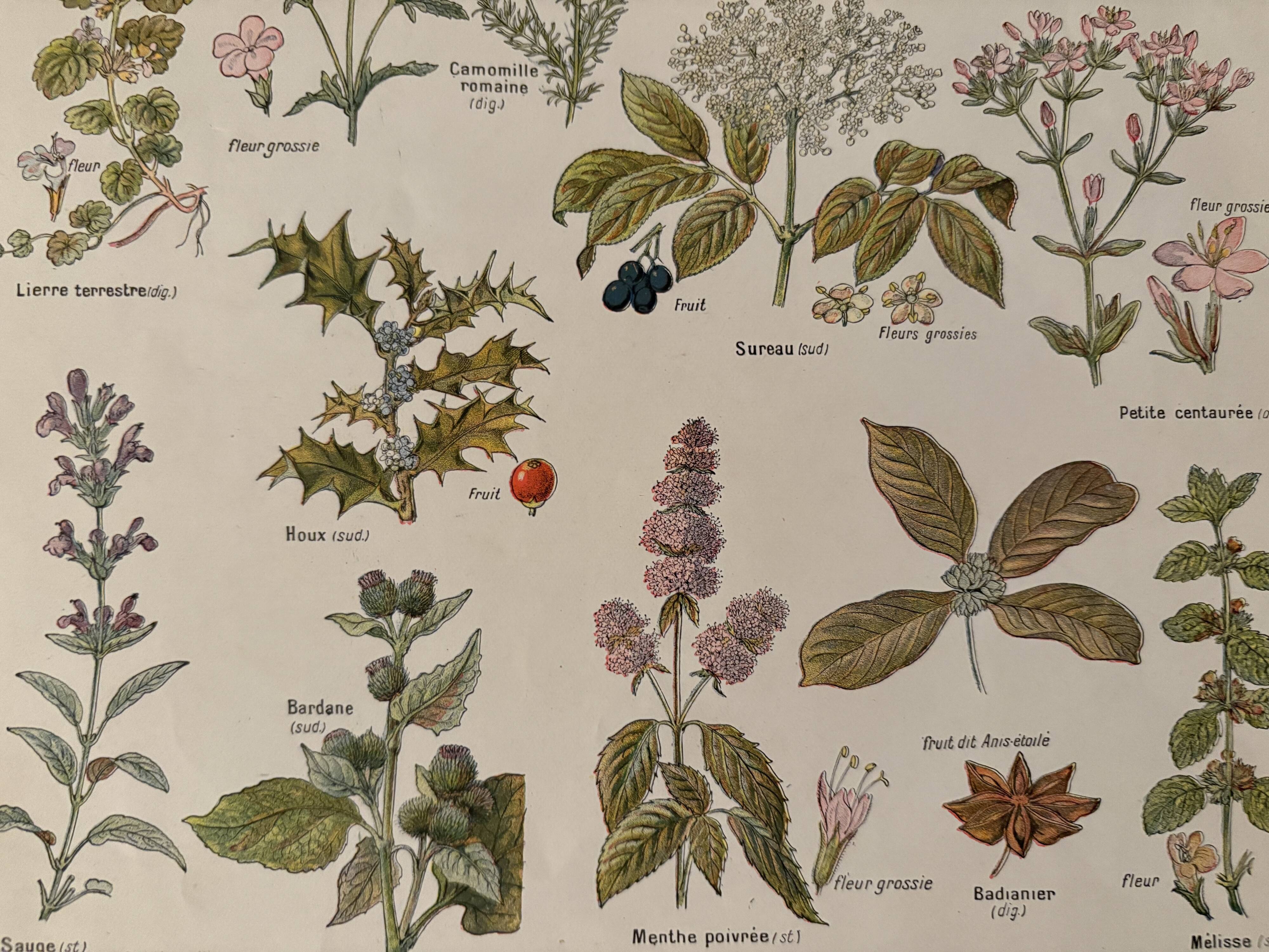 Illustrated plate on medicinal plants (XXV) - 1920