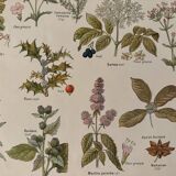 Planche illustrée sur les plantes médicinales (XXV) - 1920