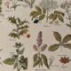 Illustrated plate on medicinal plants (XXV) - 1920