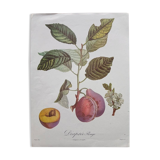 Plum plum botanical poster