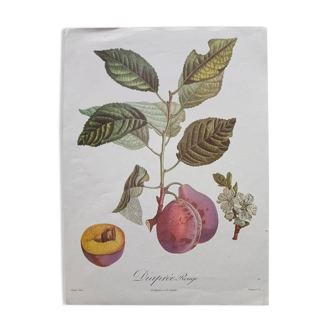 Plum plum botanical poster