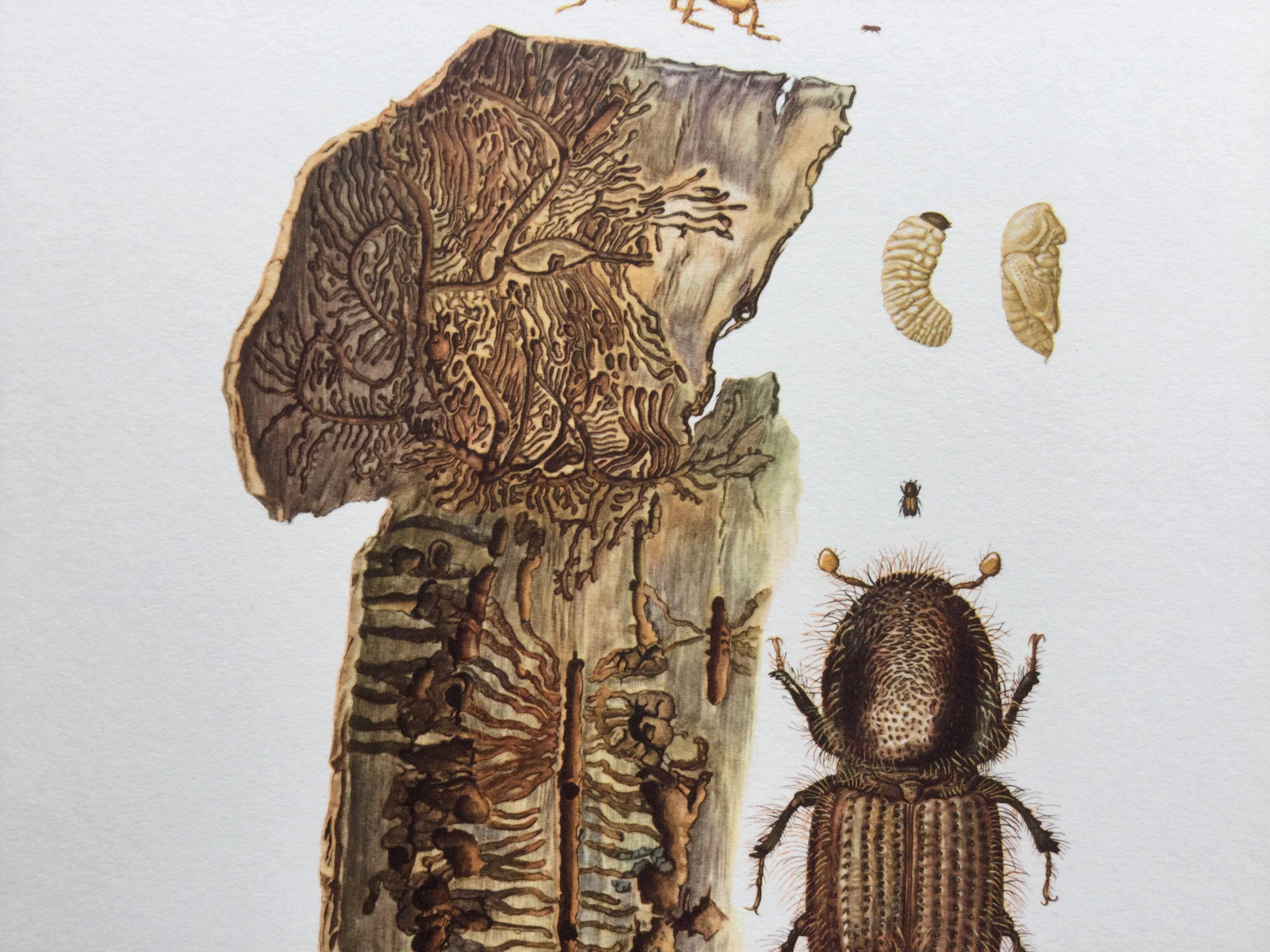 Vintage Insect Print, Old Illustration from the 60s