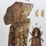 Vintage Insect Print, Old Illustration from the 60s