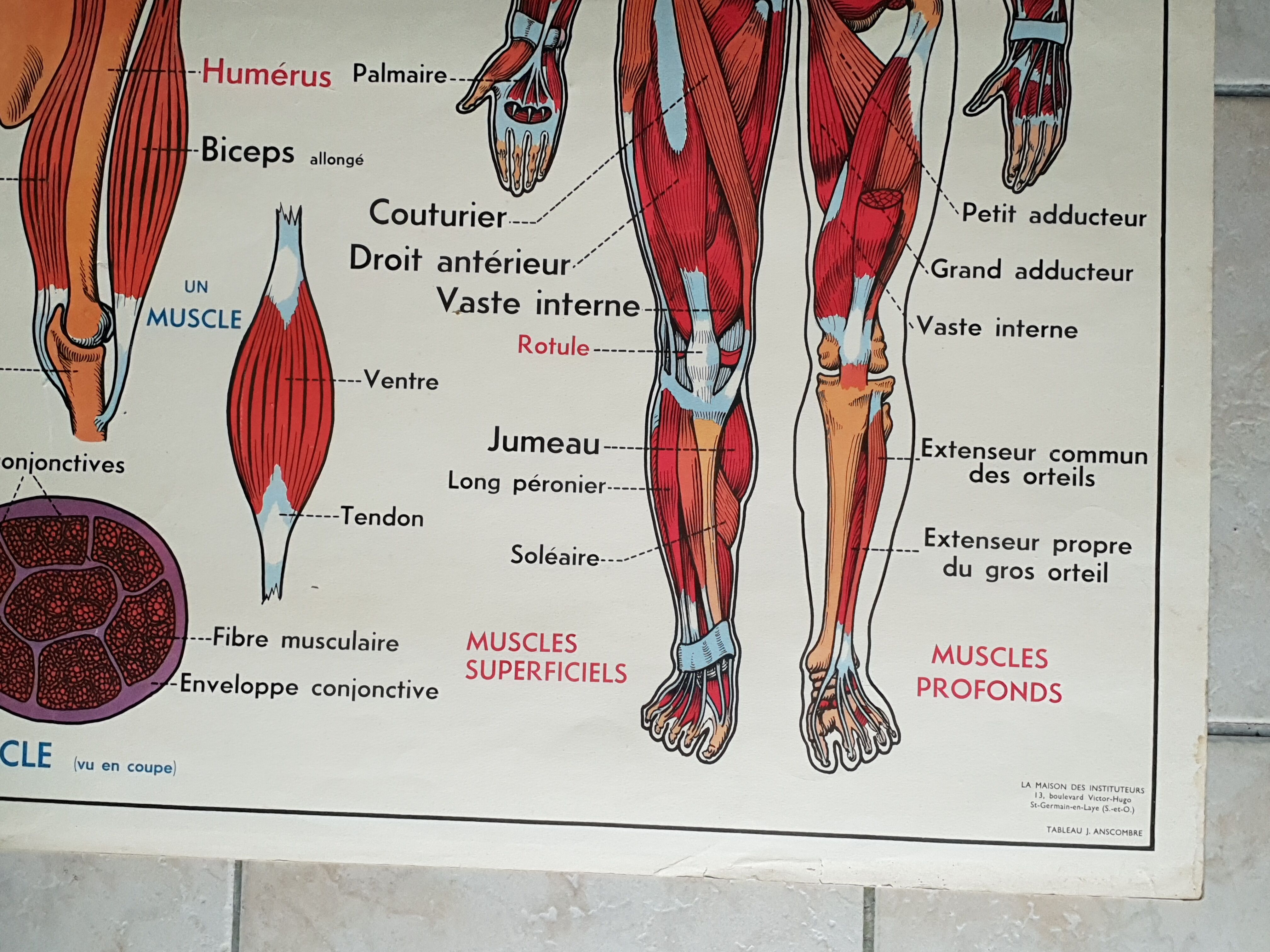 Poster school -  our muscles and human body