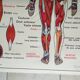 Poster school -  our muscles and human body