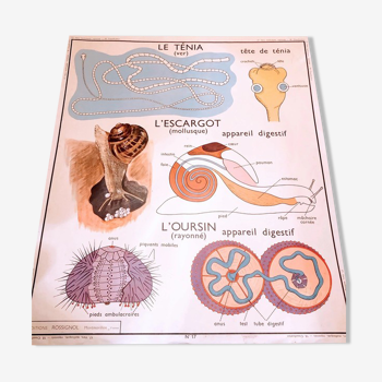 Vintage school poster nightingale classification / worm