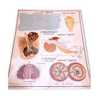 Vintage school poster nightingale classification / worm