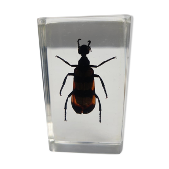 Inconstant mylabre resin insect from Turkey