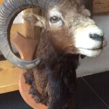 Sheep trophy